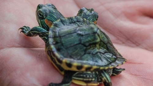 Are două capete, dar stăpânul o tratează ca pe un prieten. Vezi cum arată ţestoasa-dragon! 