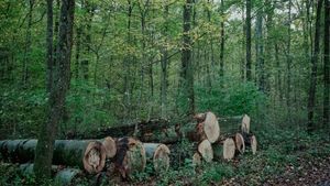 Mafia lemnului la pas prin codrii patriei. Cum funcționa sistemul șpăgii din păduri, cu bani virați în conturile copiilor