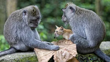 Un pui de pisica, adoptat de maimute
