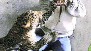 Indian scalpat de un leopard