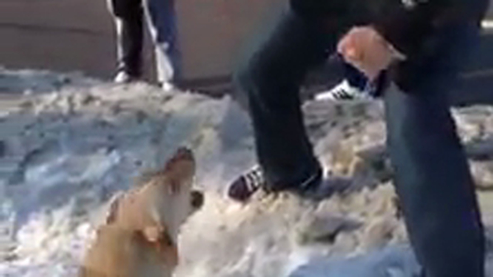 Doamne, ce animal! Smardoiul asta de cartier a "dat-o parte in parte cu un caine" - L-a lasat lat pe bietul animal dintr-un pumn, iar apoi i-a scuipat si injurat pe cei care l-au filmat!