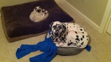 Galerie foto de senzatie! Avem dovada: pisicile pot fi diabolice!