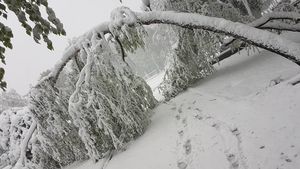 Intervenție a jandarmilor pe DN 18, în Pasul Prislop, blocat de copaci doborâți sub greutatea zăpezii