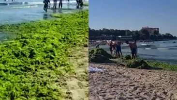 „Explozie” de alge pe plaja din Mamaia! Turiștii nu se pot apropia de apa Mării Negre