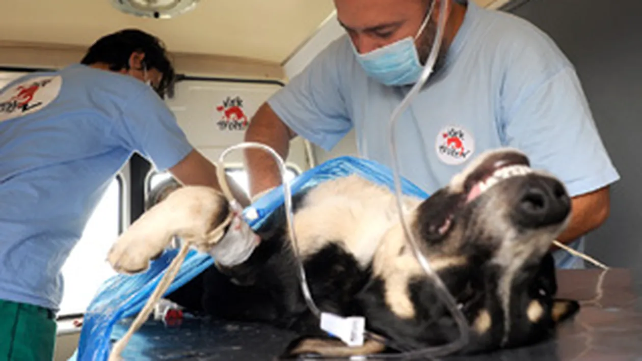 Concerte si demonstratii de dresaj cu maidanezi in Parcul Drumul Taberei