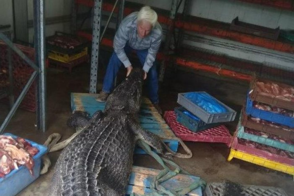 O placă metalică ortopedică, descoperită în stomacul unui crocodil mort