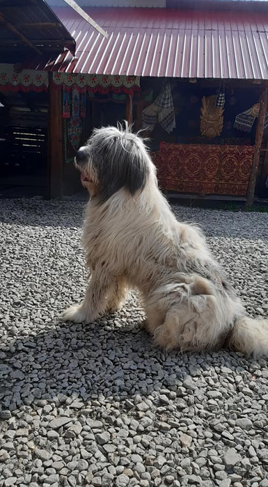Stâna e apărată de ciobănești mioritici