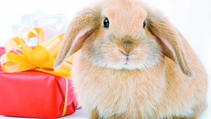 Tot ce trebuie sa stii despre iepuras, ca animal de companie
