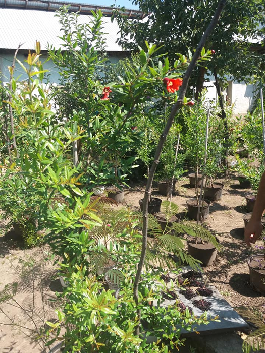 Curtea lui Marius s-a umplut de rodii, pomelo, fructul pasiunii, litchy, mango și kumquat