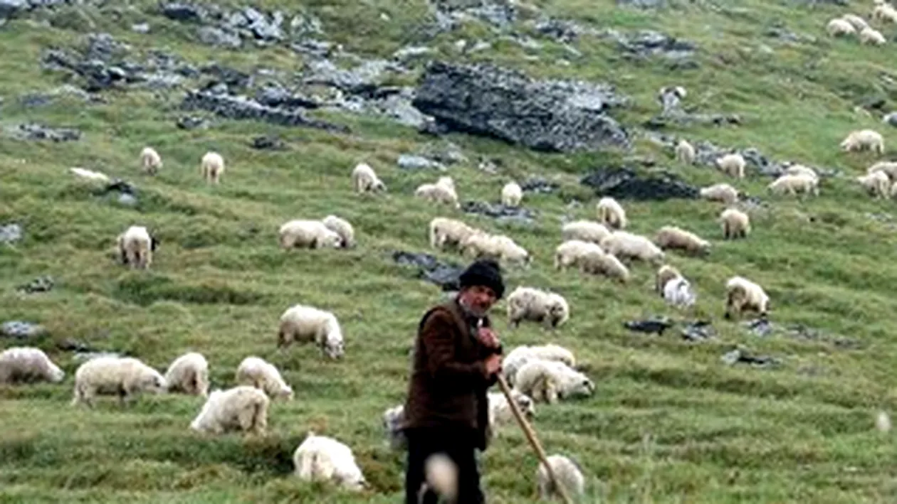 Un hot de oi a fost omorat in bataie de ciobani!