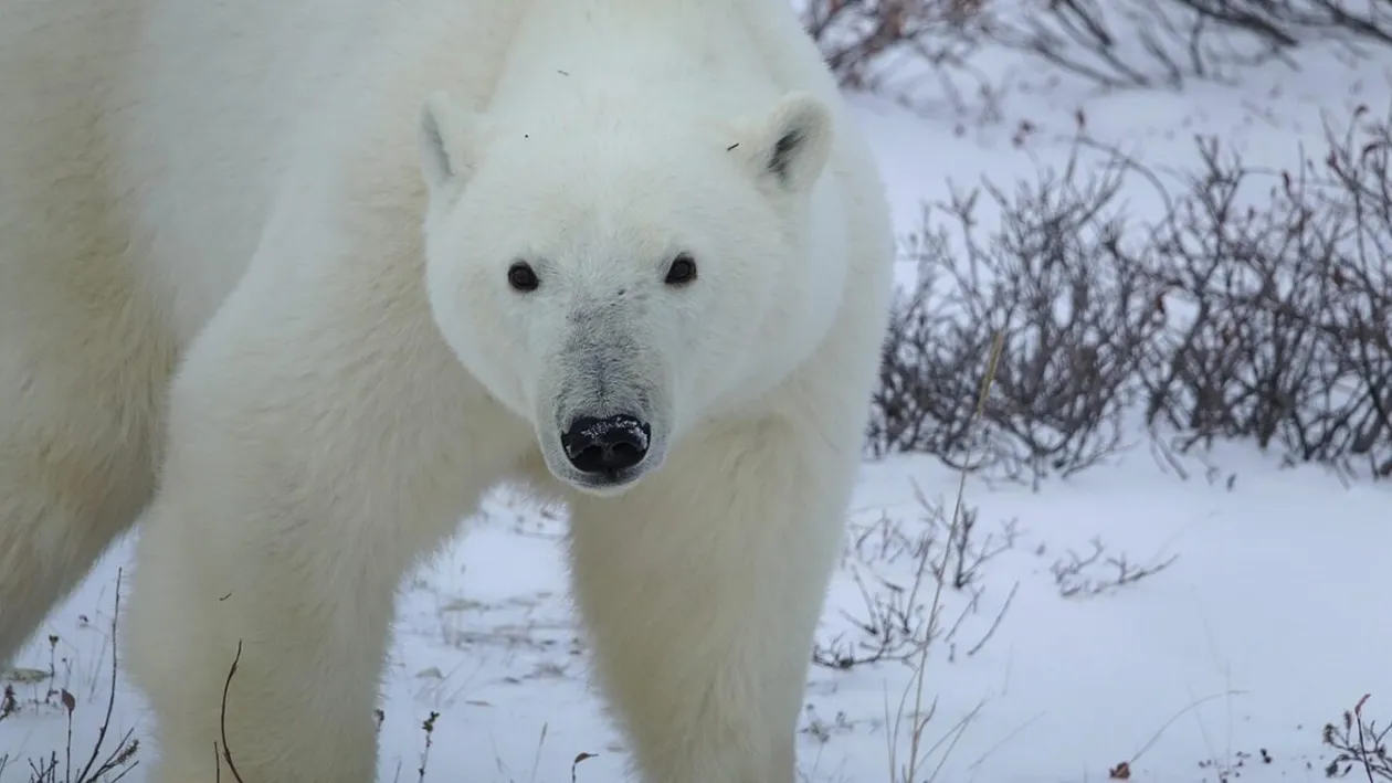 Test de cultură generală. Ce culoare are blana ursului polar, de fapt