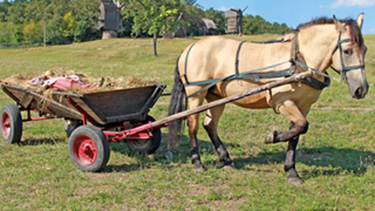 Un septuagenar, acuzat ca a furat o caruta plina cu balegar!