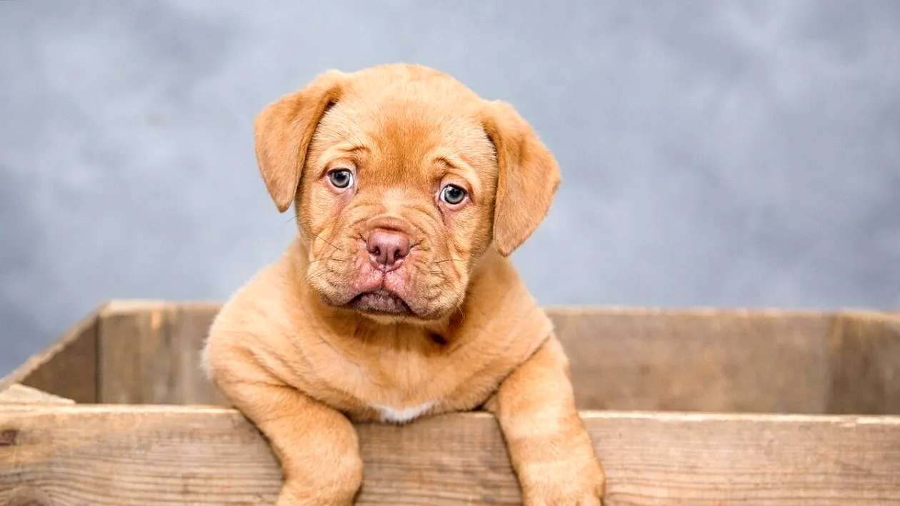 Oraşul din România care primește câinii în cafenele. Ce condiții de bun simț trebuie respectate