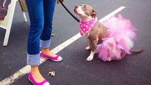 Ultima „fiţă“ în materie de fashion face ravagii printre iubitorii de animale. Foto ce fac stăpânii de câini şi pisici