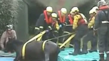 Un cal a fost salvat de pompieri dintr-o piscina