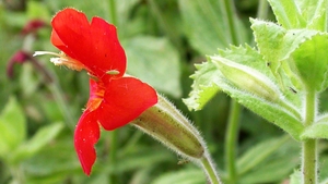 O floare din California rescrie regulile evoluției! Descoperire surprinzătoare făcută de cercetători