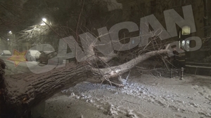 Situatie INCREDIBILA in Capitala! Din cauza viscolului, un copac a CAZUT peste....