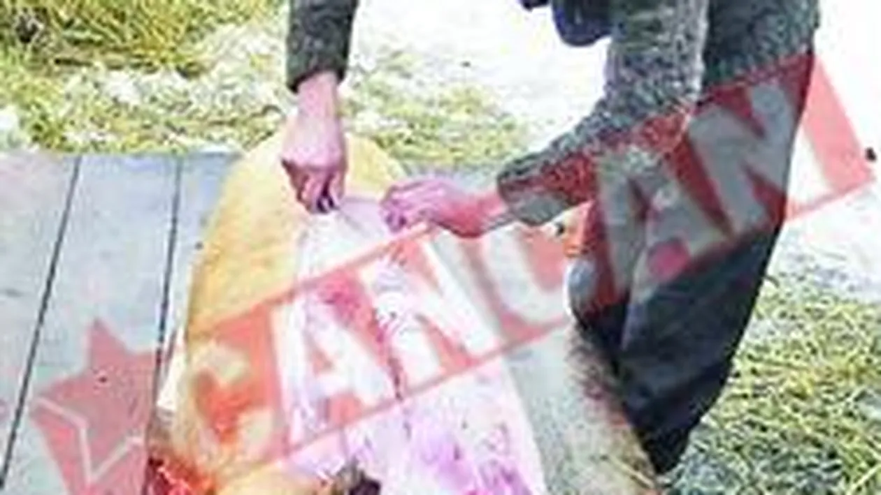 Injunghierea porcului a devenit ilegala