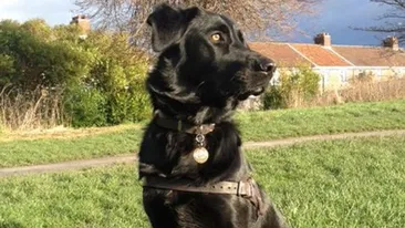 Asa ceva nu vezi decat in filme! Un patruped a dat cel mai tare concert la pian pe care l-ai vazut vreodata!