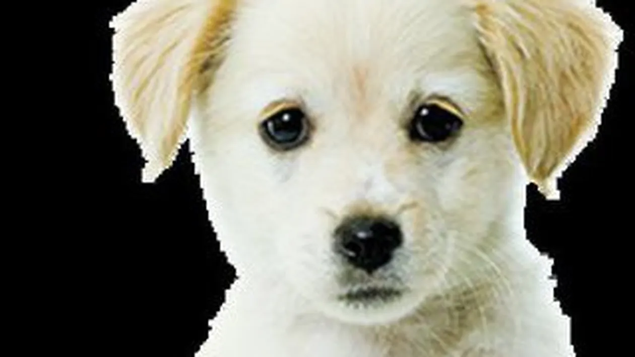 Animale care te feresc de ghinion