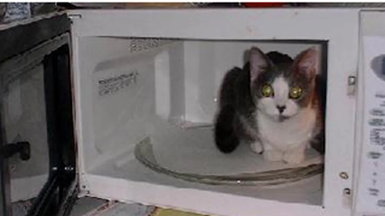 S-a razbunat dupa ce a fost data afara de la o petrecere! A bagat pisica vecinei in cuptorul cu microunde!