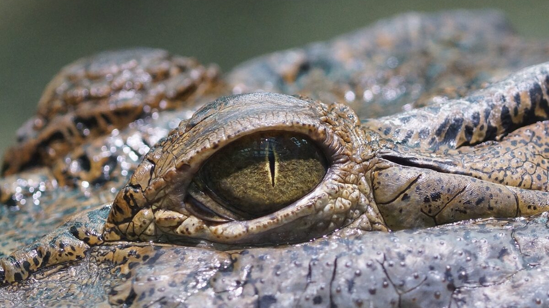 Noroc chior pentru un australian de 65 de ani. A mușcat de pleoapă un crocodil care îl atacase. Ce a urmat