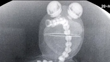 Si-au suspectat jucaria ca are gripa porcina