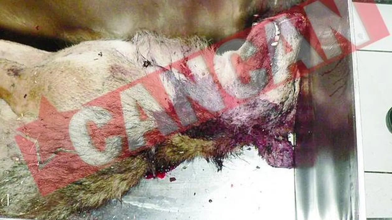 Si-a salvat tatal din coltii unui lup turbat