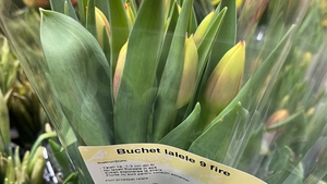 Cu câți lei se vinde un buchet cu 9 lalele în Kaufland, azi, de Ziua Femeii. Românii au crezut că nu văd bine