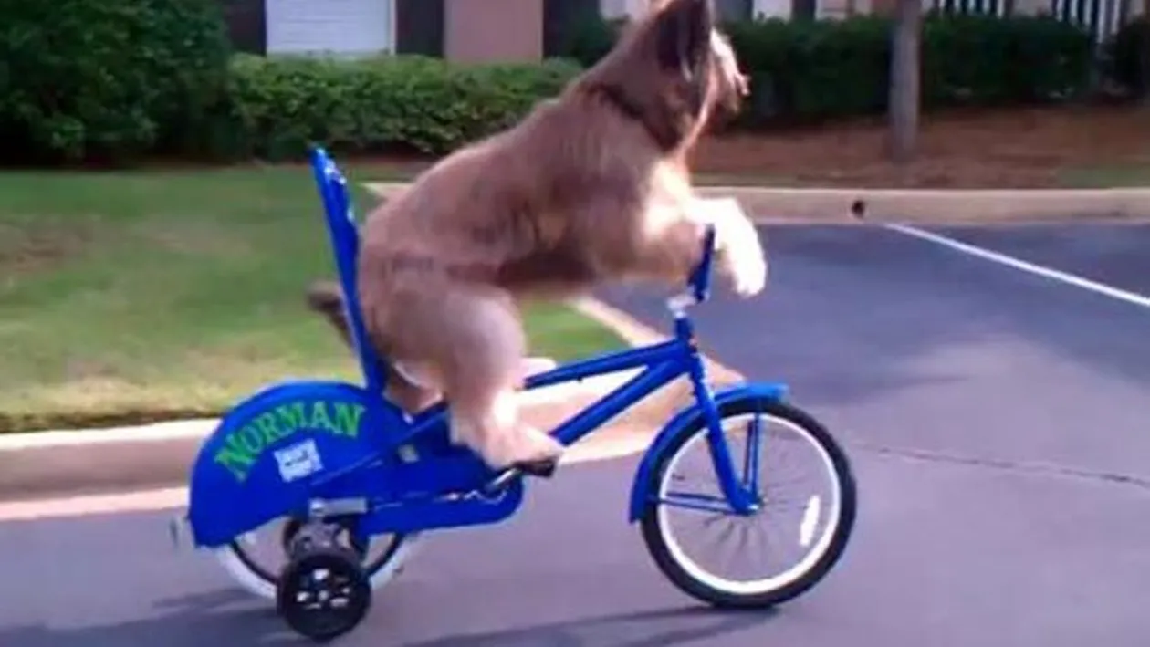 VIDEO Credeai ca stii sa mergi pe bicicleta? Patrupedul asta iti da clasa - Uita-te la el cum se urca si pedaleaza catre stapana sa! E bun de Cainii au talent?