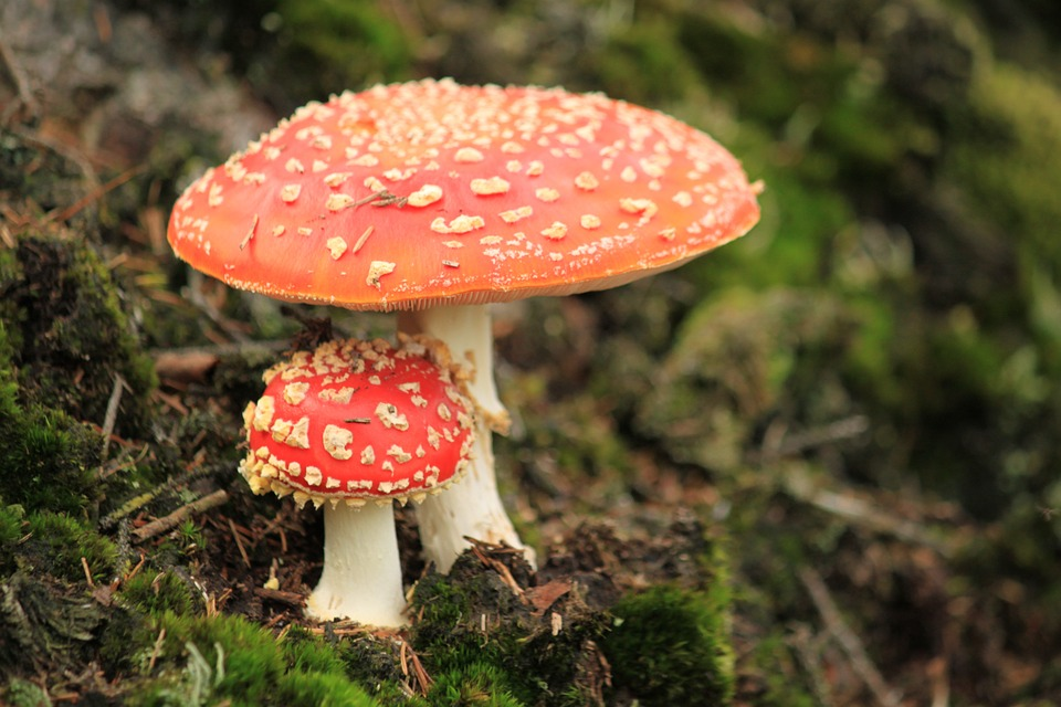 Muscăriță sau Pălăria Șarpelui. Sursa foto: pixabay.com