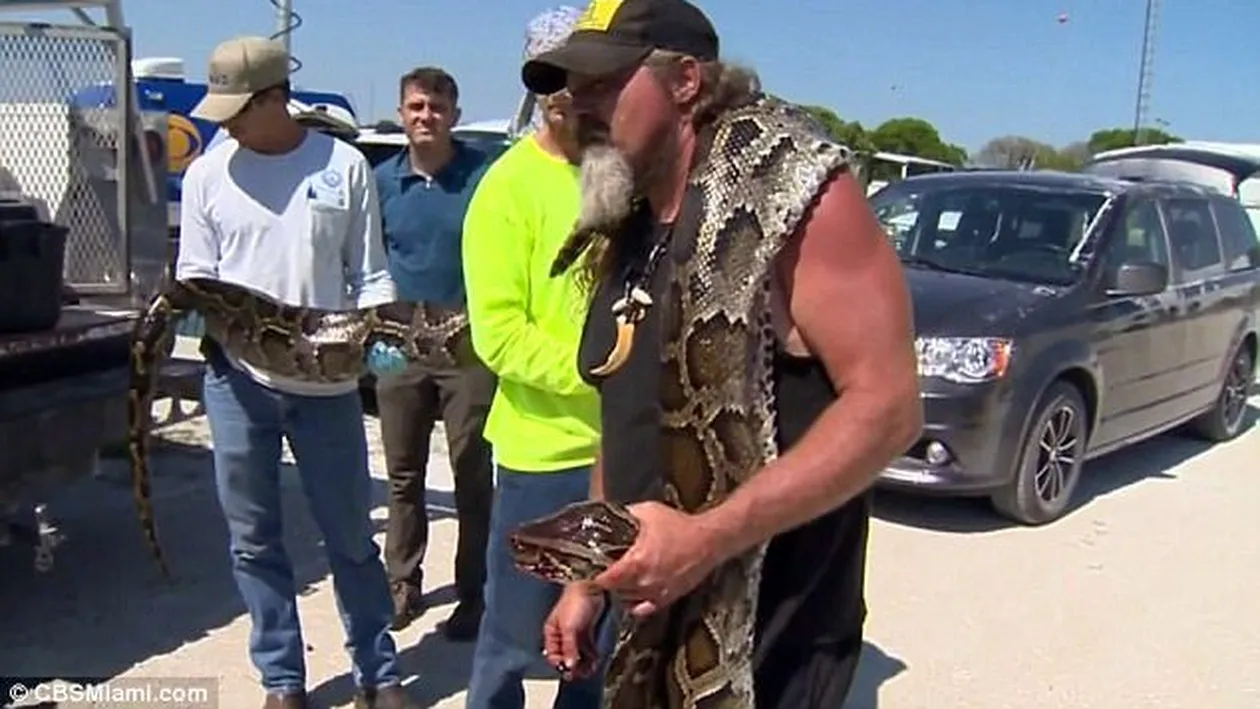 A capturat un piton de 5,2 metri şi 59 kg! Au fost şocaţi când l-au tăiat şi au văzut ce se află în stomacul lui