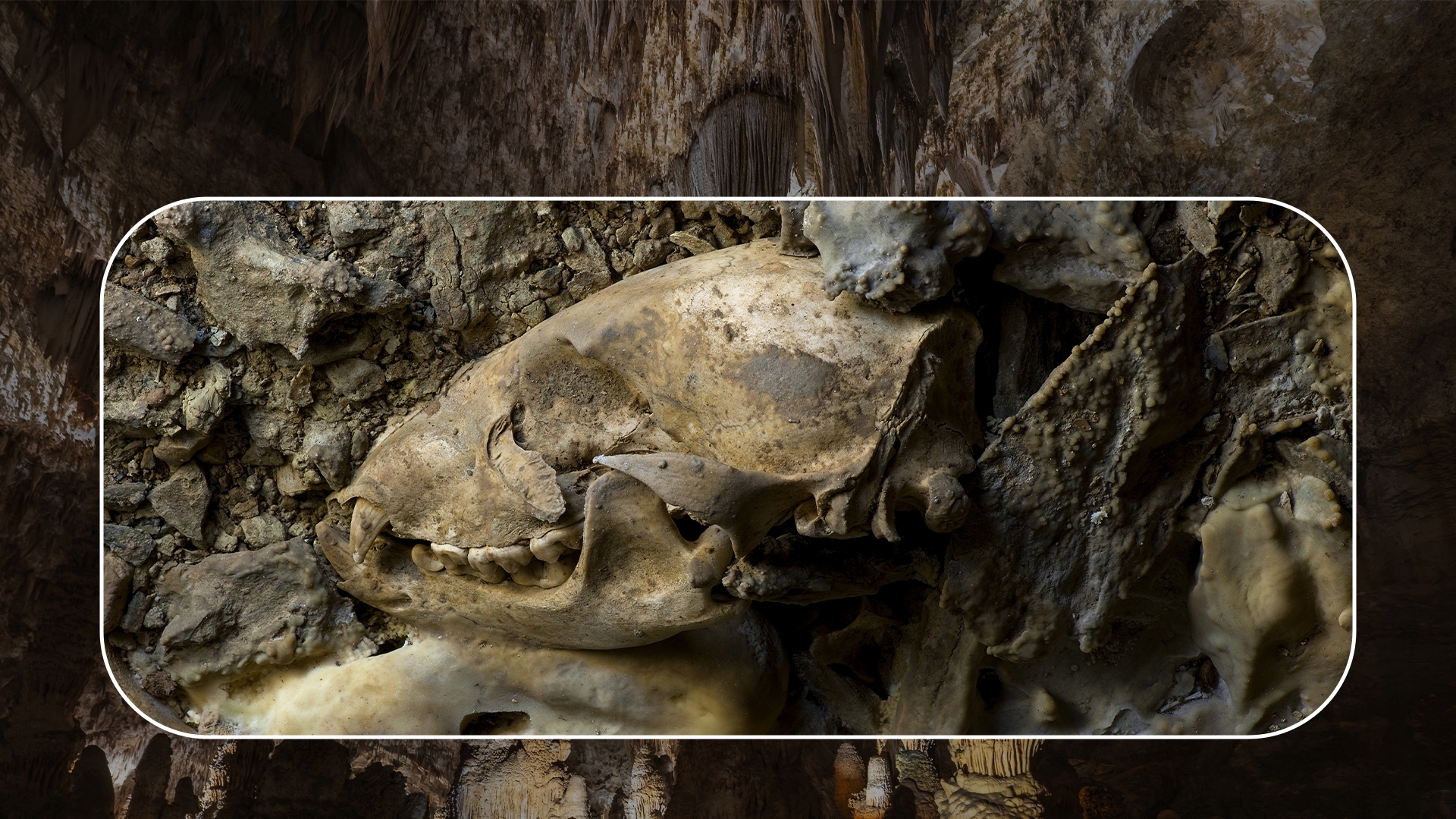 Locul misterios din Bihor unde au fost găsite oase de urși de cavernă! Ce pot vedea turiștii în interior