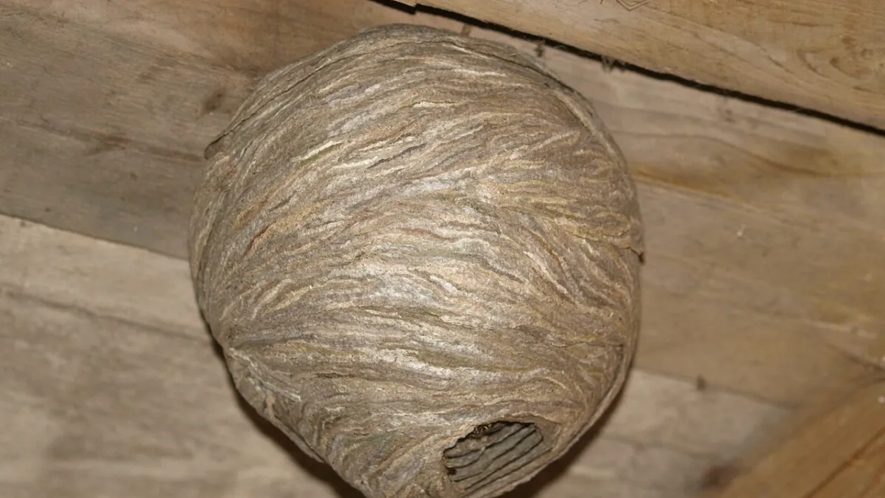 Ce a descoperit un român în propria gospodărie. Imaginile au produs nenumărate comentarii în mediul online. „Ați mai văzut așa ceva?”