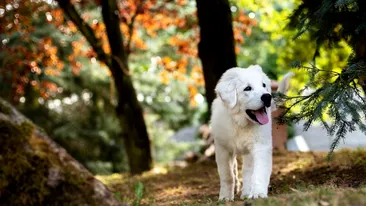 6 lucruri pe care să le faci toamna aceasta pentru animalul tău de companie