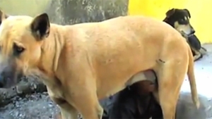 VIDEO care o să te lase cu gura căscată! Un băietel a fost filmat in timp ce sugea lapte... de la un câine. Imagini UIMITOARE