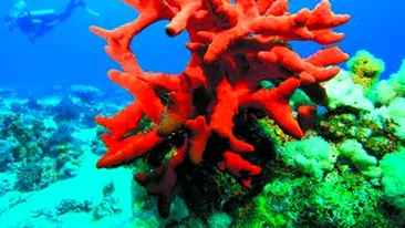 Buretii de mare seamana cu oamenii