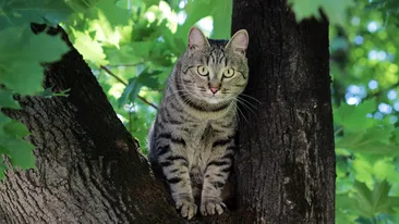 Bancul zilei. Bătrana și pisica din copac