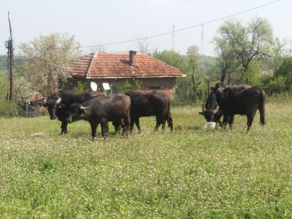 Creșterea bivolițelor, o tradiție care se stinge încet