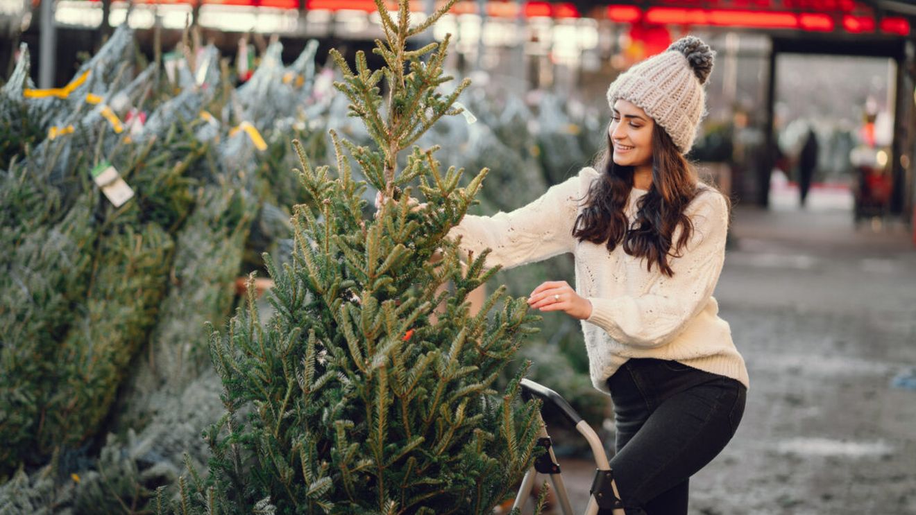 Brazii de Crăciun, mai scumpi ca niciodată! Românii, surprinși de prețuri