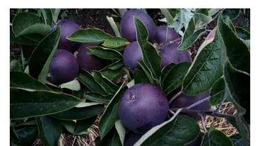 Cel mai scump măr este Black Diamond Apple. Costă echivalentul a  12 litri de lapte