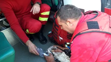 Un pompier din Bistrița a salvat un iepure dintr-un incendiu. I-a pus o mască de oxigen pentru a putea respira