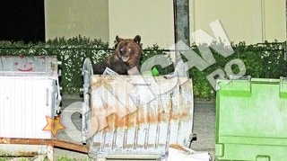 Animalele au bagat in sperieti turistii si localnicii. Invazie de ursi la Busteni