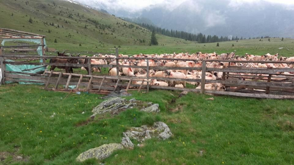 Oile vor ajunge la munte fără sărbătoarea tradițională