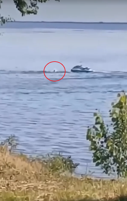 Momentul când Flavius se afla în apele râului Olt / sursă foto: captură GANDUL