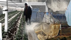 Dezastru în "Patria tomatelor". Vântul și gerul au făcut prăpăd în solarii. "Plesnea de mureai"