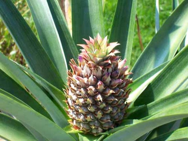 Planta din care creşte ananasul.