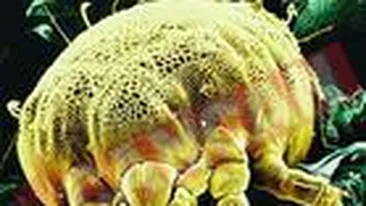 Scapa usor de alergie!