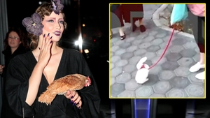 Mai tare decât găina Iuliei Albu! Cu ce animal de companie, în lesă, a ieșit o femeie în centrul Iașiului