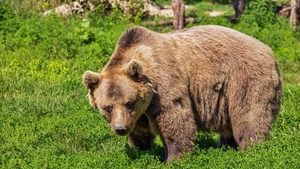 Patru gospodării din Azuga, atacate de un urs. Locuitorii sunt înfricoșați